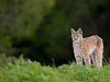 Ilves